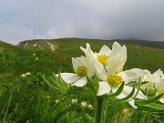 Al Rifugio Capanna 2000 da Alpe Arera ad anello-1GIUGNO25: splendide fioriture !- FOTOGALLERY